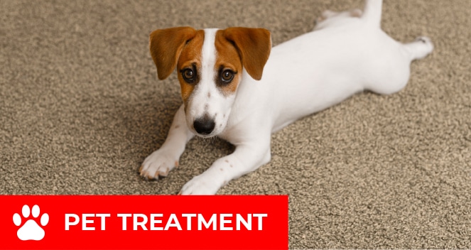 Pet Treatment Text with Dog